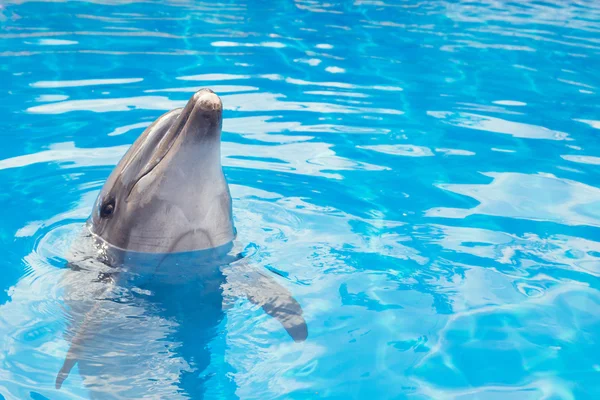 微笑海豚 — 图库照片