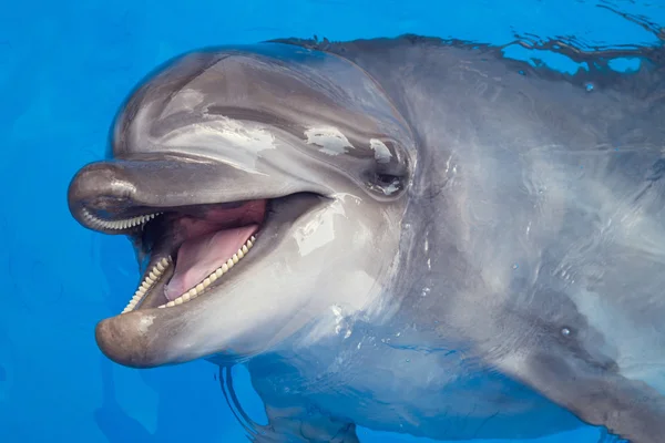 Smiling dolphin — Stock Photo, Image