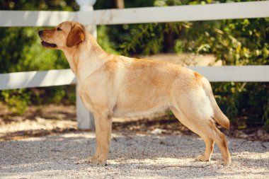Genç golden retriever köpek yaz park içinde pembe diliyle