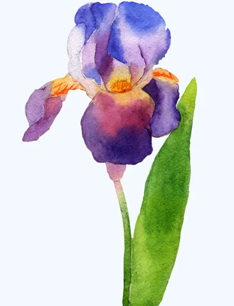 Watercolor illustration of iris — Stock Photo, Image