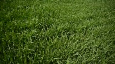 Çim yeşil alan Rüzgar