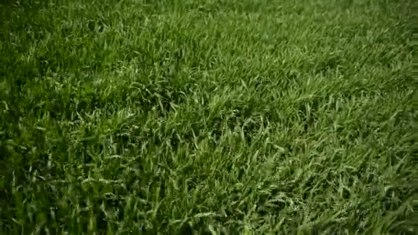 Wind Blows Green Field Grass — Stock Video