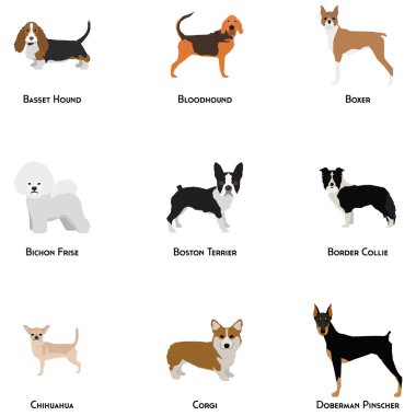 Yalıtılmış bir köpek