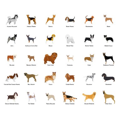 Yalıtılmış bir köpek