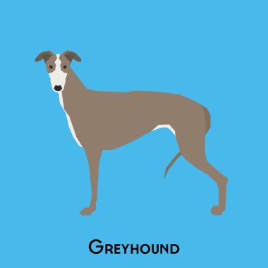 Yalıtılmış bir köpek