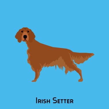 Yalıtılmış bir köpek