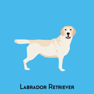 Yalıtılmış bir köpek