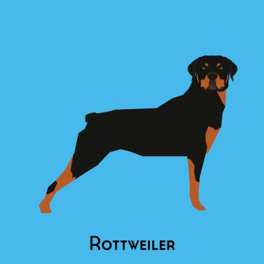 Yalıtılmış bir köpek