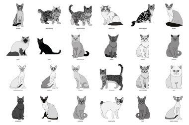 Kedi doğurmak-in, vektör çizim ayarla