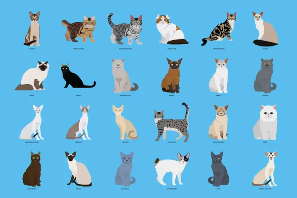 Conjunto de raças de gatos, ilustração vetorial —  Vetores de Stock