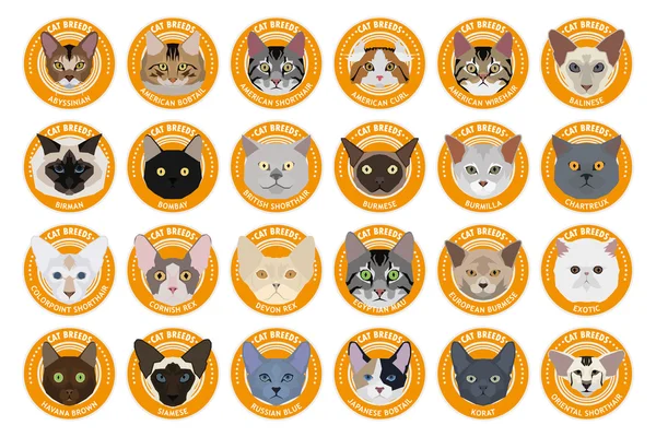 Kedi doğurmak-in, vektör çizim ayarla