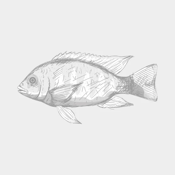 Whole Fresh Fish Tilapia Dorada Tuna Vintage Engraving Black  Stockvectorkunst en meer beelden van Tonijn - Dier - iStock