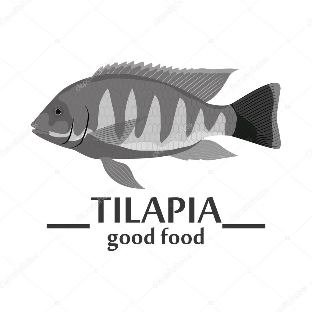 524 Tilapia Vector Images Tilapia Illustrations Depositphotos