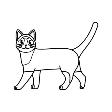 Bir kedinin izole edilmiş ana hatları.