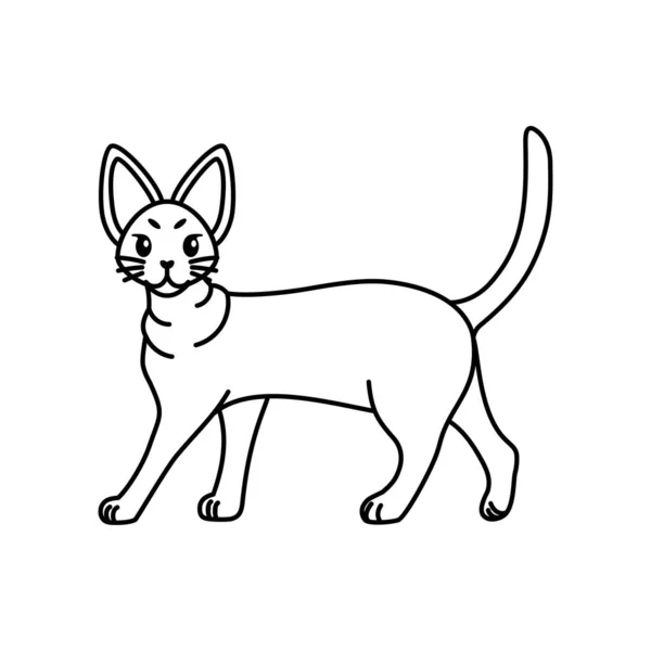 Esquema aislado de un gato — Vector de stock