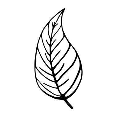 İzole edilmiş bir ağaç yaprağı çizimi.