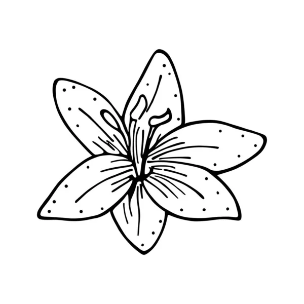 春天里孤零零的花朵草图 — 图库矢量图片