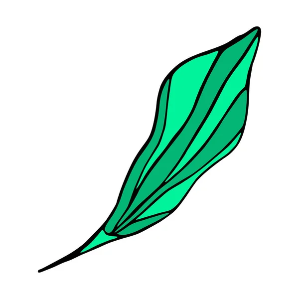 Esbozo aislado de las hojas de un árbol — Vector de stock