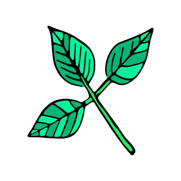 Esbozo aislado de las hojas de un árbol — Vector de stock