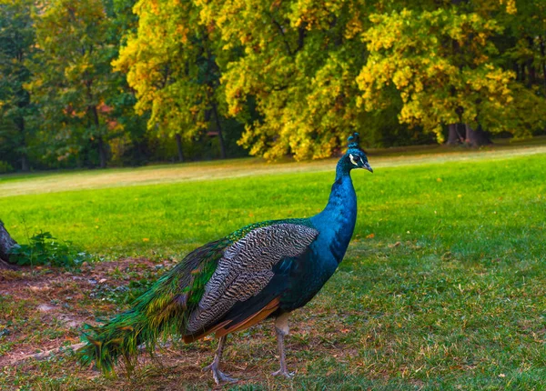 Peacocks Περπάτημα Στο Πάρκο Στο Graz Styria Περιοχή Αυστρία — Φωτογραφία Αρχείου
