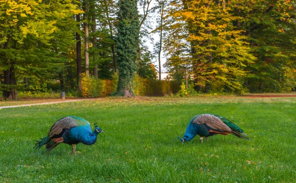 Peacocks Walking Park Graz Štýrsko Rakousko — Stock fotografie