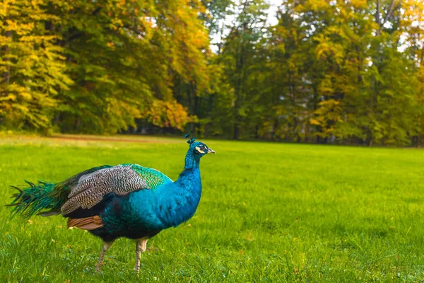 Peacocks Walking Park Graz Štýrsko Rakousko — Stock fotografie