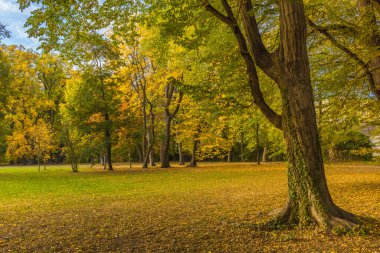 Renkli ve canlı sonbahar renkleri ve parktaki parlak mavi gökyüzü