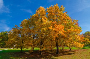 Renkli ve canlı sonbahar renkleri ve parktaki parlak mavi gökyüzü