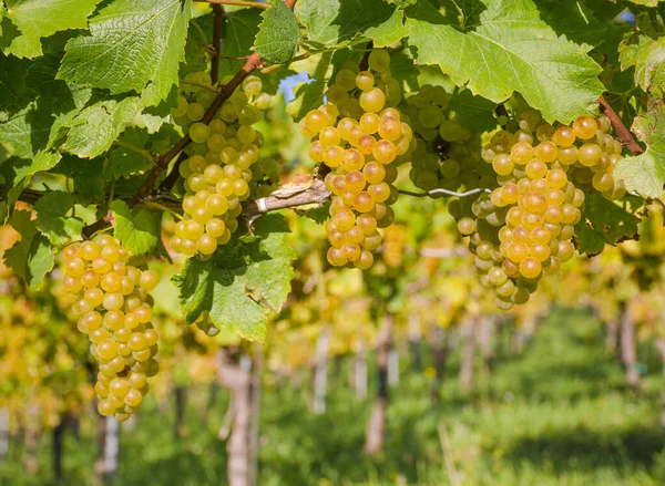 Mogna Vita Vindruvor Vingårdarna Längs South Styrian Wine Road Charmig — Stockfoto