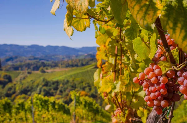 Dojrzałe Winogrona Winnicach Wzdłuż South Styrian Wine Road Urokliwy Region — Zdjęcie stockowe