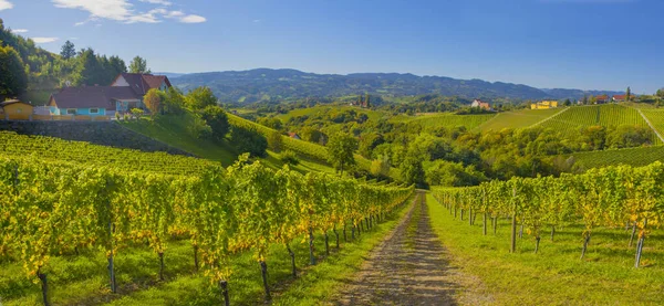 Güney Styrian Şarap Yolu boyunca uzanan üzüm bağları, Avusturya ile Slovenya arasındaki sınırda yeşil kayan tepeler, üzüm bağları, pitoresk köyler ve şarap tavernaları olan büyüleyici bir bölge. Seçici odak