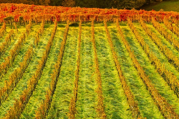 Autumn landscape with South Styria vineyards,known as Austrian Tuscany,a charming region on the border between Austria and Slovenia with rolling hills,picturesque villages and wine taverns,at sunrise