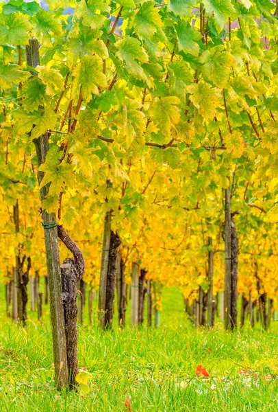 Виноградники После Сбора Урожая Очаровательном Регионе Южной Штирии Известном Австрийская — стоковое фото