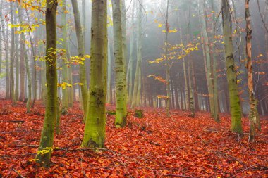Güzel rengarenk sonbahar ormanı, soğuk sisli bir sabah