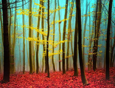 Güzel rengarenk sonbahar ormanı, soğuk sisli sabahta karamsar orman ağaçları..