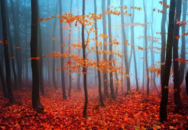 Güzel rengarenk sonbahar ormanı, soğuk sisli sabahta karamsar orman ağaçları..