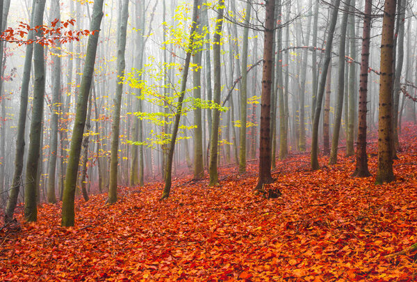 Beautiful colorful autumn forest, in cold foggy morning