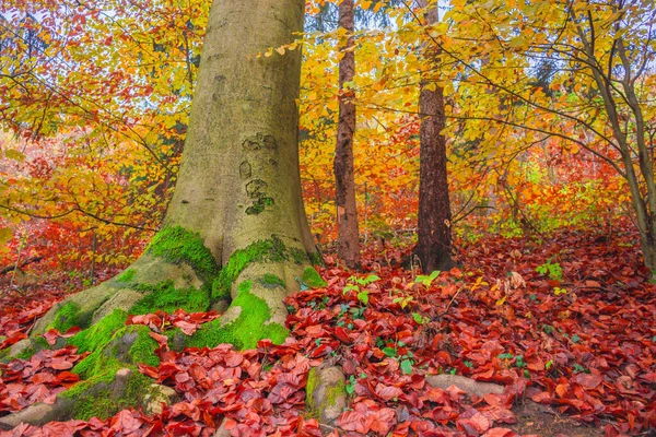 Цветной Осенний Лес Холодным Туманным Утром — стоковое фото
