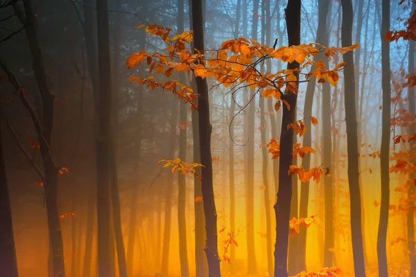 Bela Floresta Outono Colorido Fantasia Árvores Floresta Temperadas Manhã Nebulosa — Fotografia de Stock