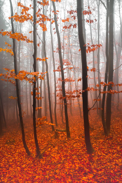 Mysterious colorful autumn forest trees, in cold foggy morning