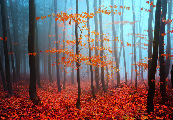 Beautiful colorful autumn forest, fantasy moody forest trees in cold foggy morning.