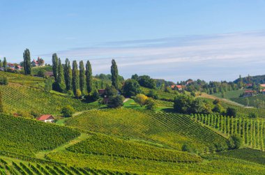 Güney Styrian Şarap Yolu boyunca uzanan üzüm bağları, Avusturya ile Slovenya arasındaki sınırda yeşil kayan tepeler, üzüm bağları, pitoresk köyler ve şarap tavernaları olan büyüleyici bir bölge.