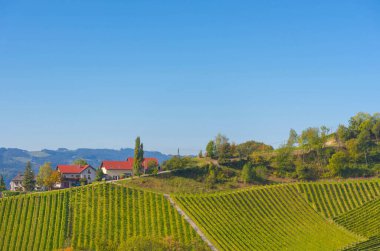 Güney Styrian Şarap Yolu boyunca uzanan üzüm bağları, Avusturya ile Slovenya arasındaki sınırda yeşil kayan tepeler, üzüm bağları, pitoresk köyler ve şarap tavernaları olan büyüleyici bir bölge.