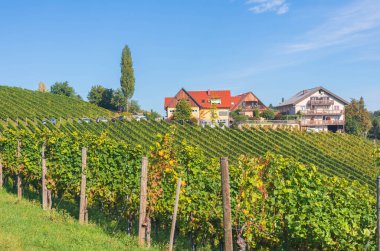 Güney Styrian Şarap Yolu boyunca uzanan üzüm bağları, Avusturya ile Slovenya arasındaki sınırda yeşil kayan tepeler, üzüm bağları, pitoresk köyler ve şarap tavernaları olan büyüleyici bir bölge.
