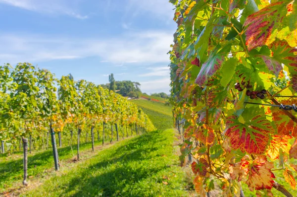 Winnice Wzdłuż South Styrian Wine Road Uroczy Region Granicy Między — Zdjęcie stockowe