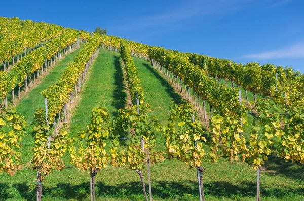 Vigneti Lungo Strada Del Vino Della Stiria Meridionale Una Regione — Foto Stock