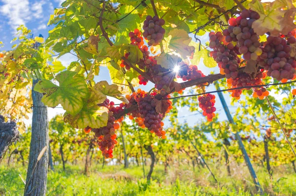 Dojrzałe Winogrona Winnicach Wzdłuż South Styrian Wine Road Urokliwy Region — Zdjęcie stockowe