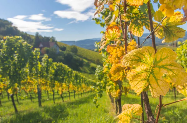 Winnice Wzdłuż South Styrian Wine Road Uroczy Region Granicy Między — Zdjęcie stockowe