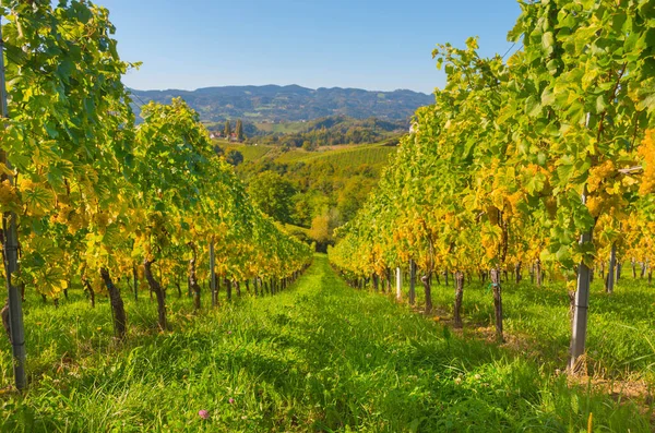 Winnice Wzdłuż South Styrian Wine Road Uroczy Region Granicy Między — Zdjęcie stockowe