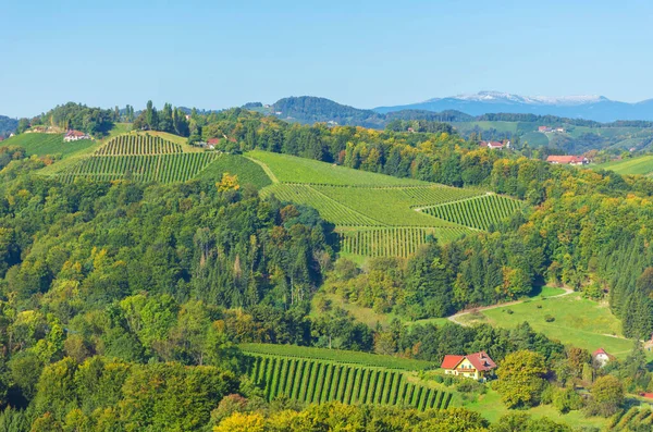 Weinberge Entlang Der Südsteirischen Weinstraße Einer Reizvollen Region Der Grenze — Stockfoto